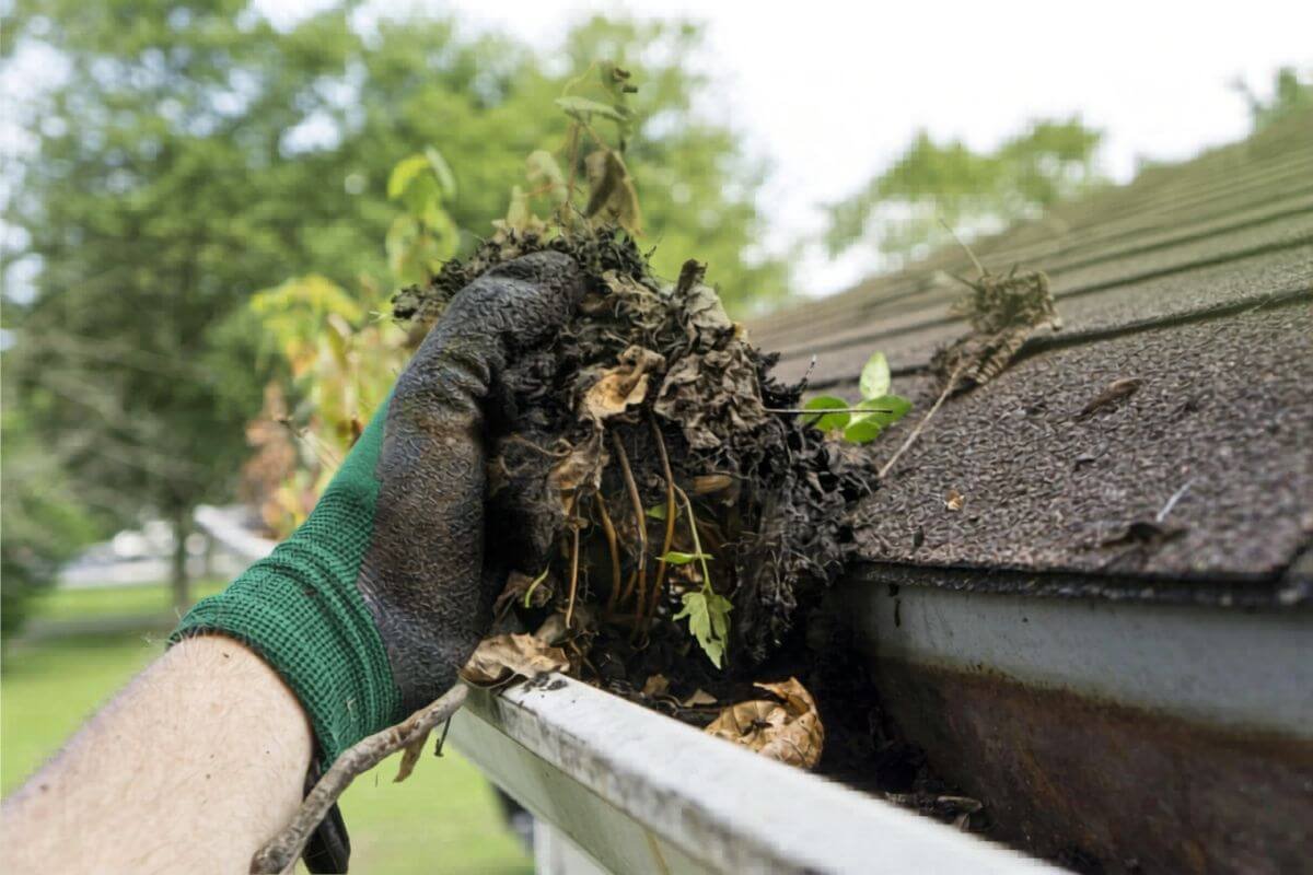 Hand removing wet leaves and debris during gutter cleaning in Camano Island WA on a clogged residential gutter